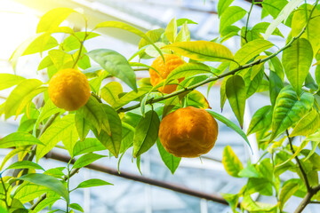 Tangerine tree fruit of madarin in a greenhouse.