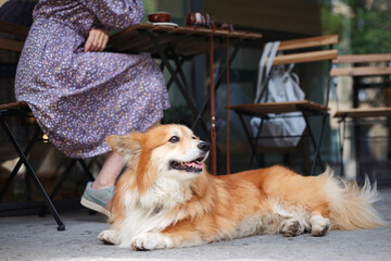 girl with a dog corgi