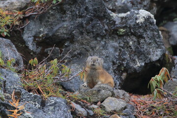 【北海道】エゾナキウサギ