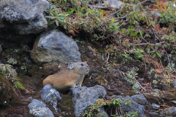 【北海道】エゾナキウサギ