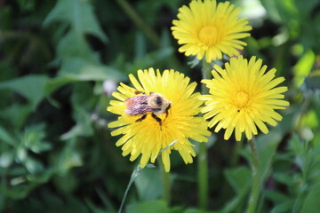 Bee On The Dandelion, Pylypow Wetlands, Edmonton, Alberta