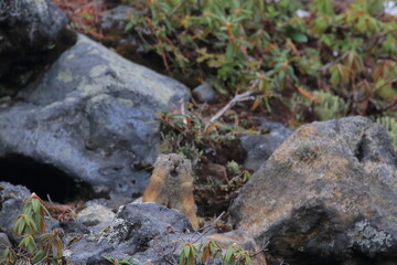 【北海道】エゾナキウサギ