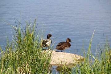 Ducks Standing On The Rock, Pylypow Wetlands, Edmonton, Alberta