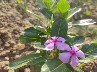Naklejka premium lovely couple flowerflower, plant, nature, green, pink, purple, spring, flowers, garden, leaf, leaves, flora, blossom, bloom, summer, floral, white, violet, periwinkle, beauty, macro, isolated, petal