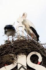 Two storks build a nest on the chimney of a house. Above an owl sign with white swans. A triangle and decoration on it