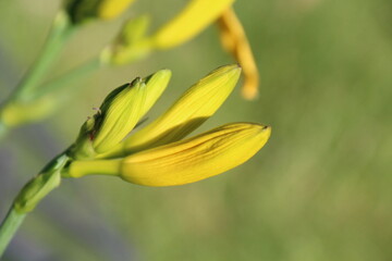 Flower Buds, Edmonton, Alberta