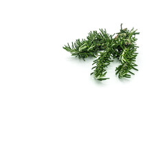Rosemary close-up. Twig with green needle-like leaves isolated on white background. Top right corner