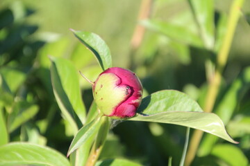 Flower Bud Of A Peony, Edmonton, Alberta