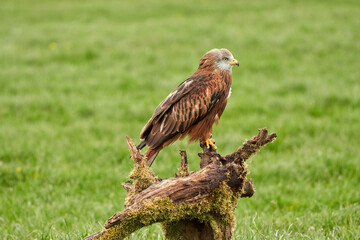 Red kite, bird of prey portrait. The bird is sitting on a stump, viewed from the side