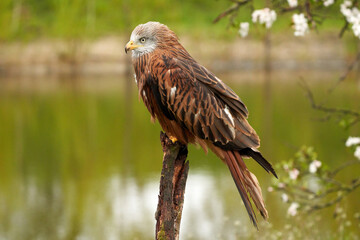 Red kite, sits on a stump in front of a fruit tree with white blossom. A lake in the background. Bird of prey portrait