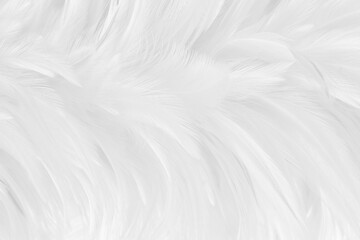 Obraz premium White grey color bird feather pattern texture for background and design.