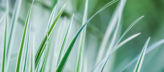 Fototapeta premium Decorative green and white striped grass. Arrhenatherum elatius bulbosum variegatum. Soft focus. Natural background.