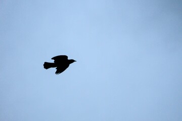 silhouette of two birds bird flying against a blue sky background