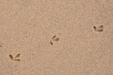 footprints on the sand