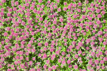 Natural flower pattern. A lot of small pink flowers and green leaves as natural background.