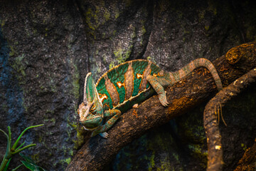 Chameleon on a branch. Exhibition of terrarium animals. Lizard species.