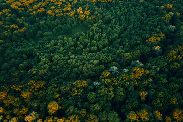 Green forest, aerial view. Nature landscape, bird eye view. Beautiful background of summer forest