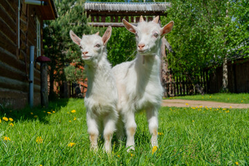Closeup Shot Two Baby Goats