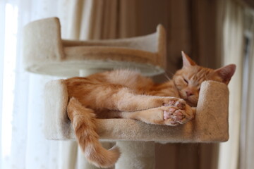 足をそろえて気持ちよく寝る猫アメリカンショートヘア。A cat that sleeps comfortably with its legs aligned.