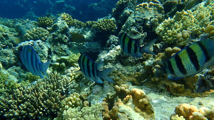Sergeant major or Indo-Pacific sergeant (Abudefduf vaigiensis) undersea, Red Sea, Egypt, Sharm El...