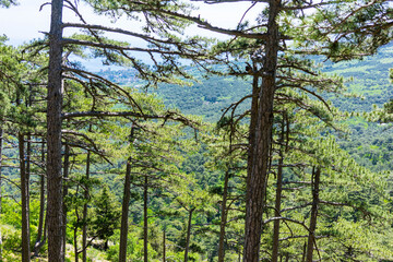 Obraz premium The mount Ai-Petri on a sunny day.