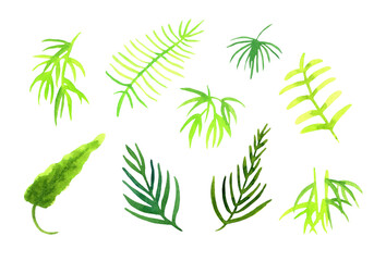 set of watercolor elements - tropical leaves on a white background.
stylized illustrations for stickers, cards and decor.
