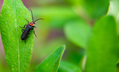 black beetle with a red head sits on a green leaf close-up on a blurred background of greenery