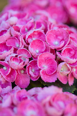 Obraz premium beautiful potted hydrangea in the garden