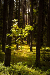 Sunlight  illuminating small trees in the forest