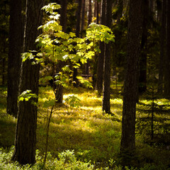 Sunlight  illuminating small trees in the forest