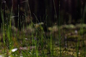 Close up of some grass in the forest