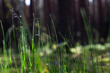 Close up of some grass in the forest