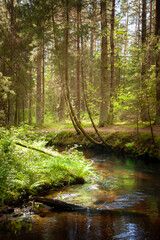 A creek in the forest