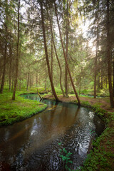 Fototapeta na wymiar A creek in the forest
