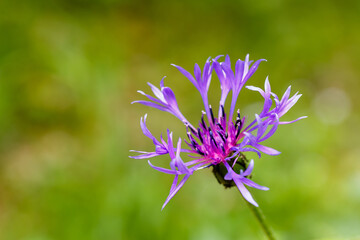 Centaurea montana. Mountain cornflower, flower close-up.