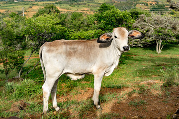 ternero, animal de granja, foto producto.