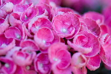 beautiful potted hydrangea in the garden