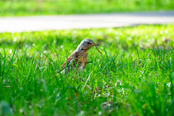 the bird Turdus pilaris b holds a captured worm in its beak. Spring, the grass is green all around. Bird song, close-up