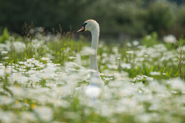 Mute Swan in long grass and wild flowers. Shallow depth of field.