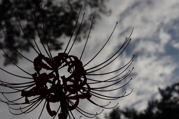 曇り空に凛と咲く彼岸花。A cluster amaryllis that blooms dignifiedly in a cloudy sky.