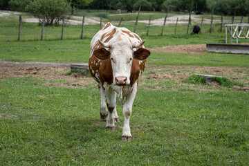 A cow grazes on a green meadow in a large aviary