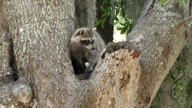 Raccoon On A Tree In Florida Park.