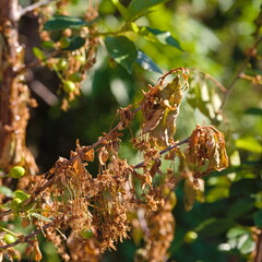 Sick leaves and flowers of fruit tree in spring in the garden 