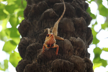 Closeup of an oriental garden lizard on a rock
