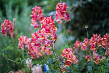 flowers in the garden