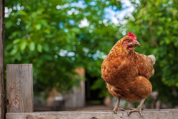 brown hen looking at camera in the farm yard. Chickens. Free Range Cock and Hens