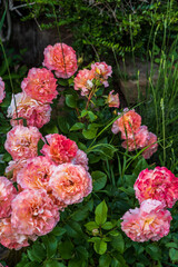 red and white flowers