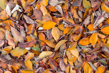 The golden leaves on the ground in autumn