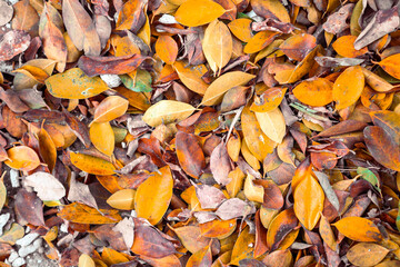 The golden leaves on the ground in autumn