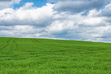 Obraz na płótnie Canvas Green field and blue sky white cloud nature background.Farmland. Beautiful field against blue sky with white clouds.